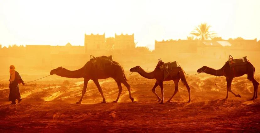 Jaká zvířata potkáte v Maroku?