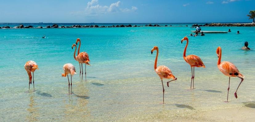 Karibský ostrov Aruba si zamilujete. 10 důvodů, proč ho navštívit