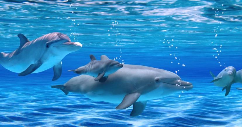 Kde zažít nezapomenutelné plavání s delfíny