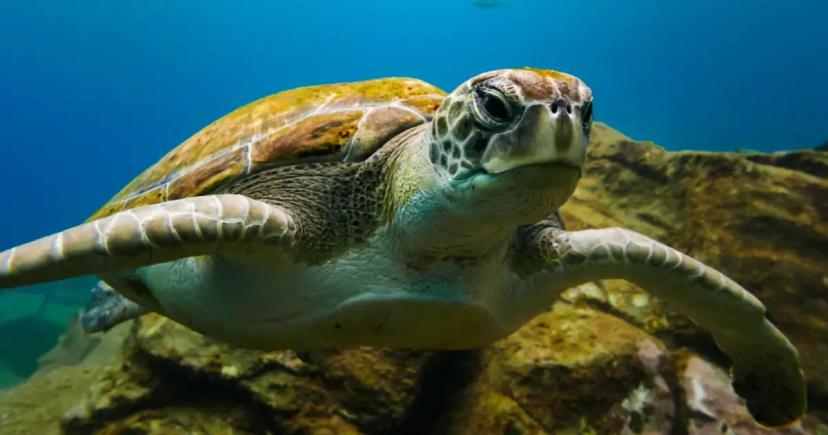 Nezapomenutelné pozorování želv na Zakynthosu