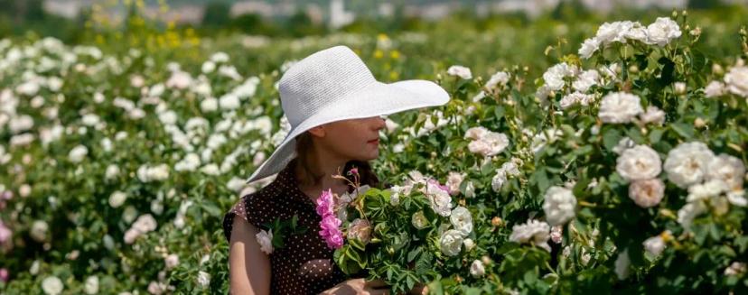 Bulharské růže: Tajemství nejkrásnějších zahrádek Evropy