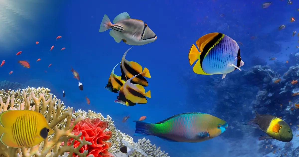 Egypt, potápění | Dovolená od STUDENT AGENCY