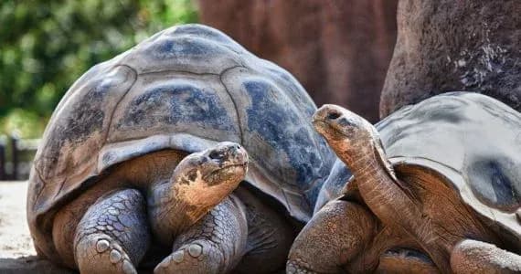 Zájezdy na Galapágy na dovolena.cz od STUDENT AGENCY