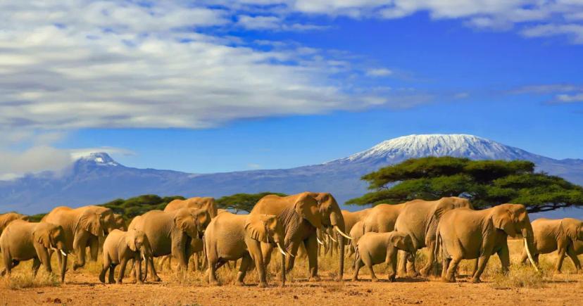 Co zažijete na Safari v Keni