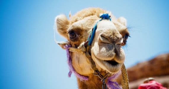Dovolená Marsa Alam Egypt | STUDENT AGENCY