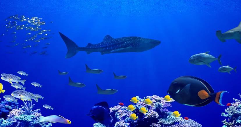 Láká vás potápění se žraloky? Top 10 míst, kde to můžete zažít