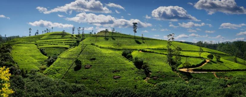Nejkrásnější čajové plantáže na Srí Lance