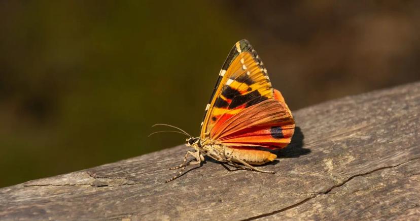 Kouzelné údolí motýlů na Rhodosu: výlet do říše ticha a křídel